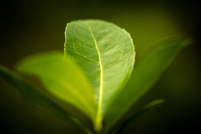 Traditional Loose Leaf, 16 ounces – Guayakí Yerba Mate