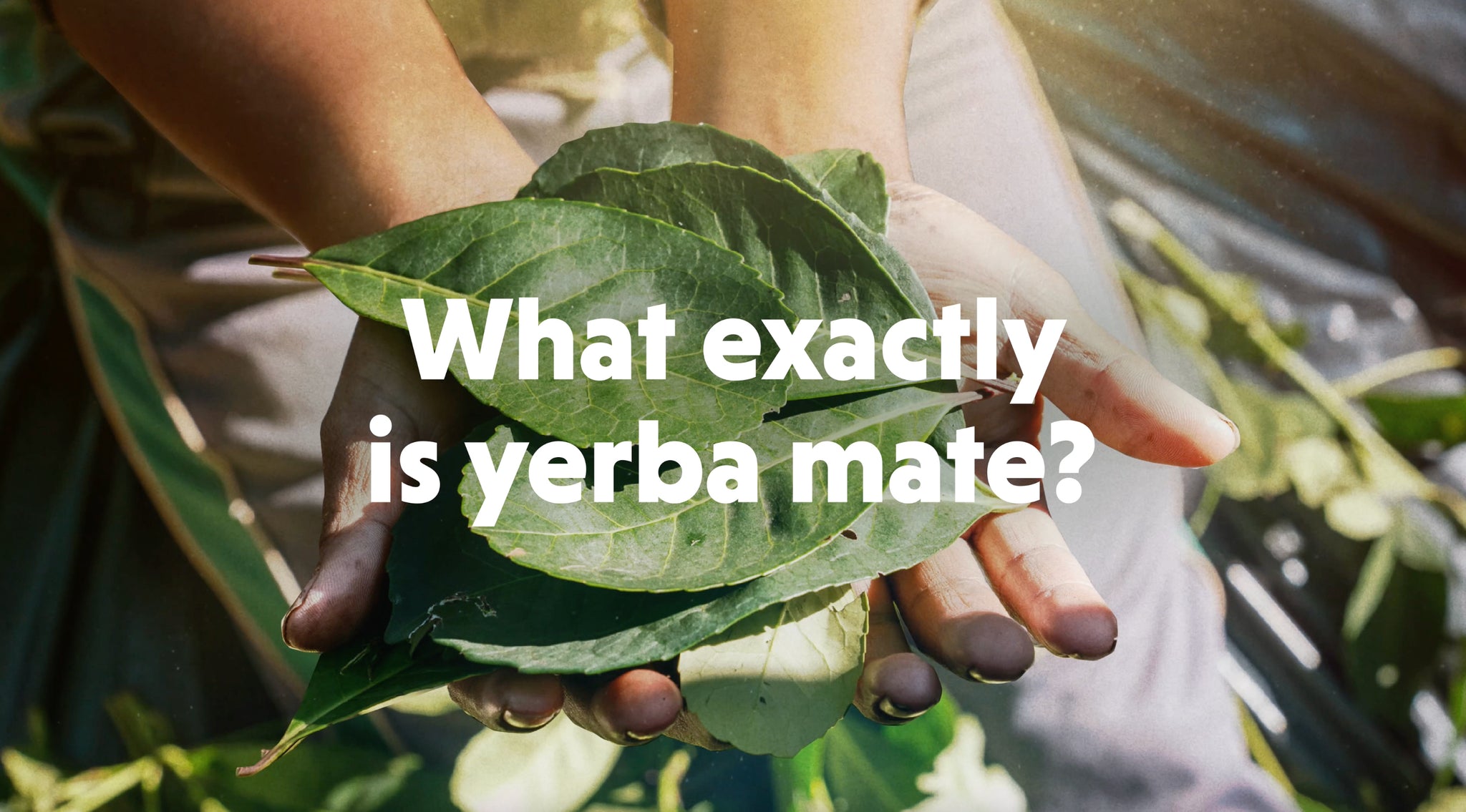 Yerba Mate 101 – Guayakí Yerba Mate
